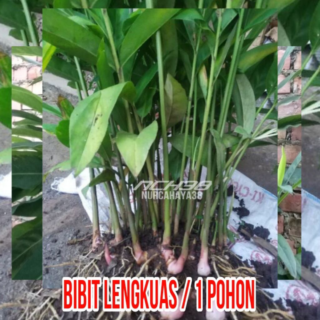 Bibit lengkuas | bibit lengkuas per pohon