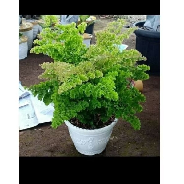 tanaman hias suplir kribo murah - Bunga hias suplir - pohon suplir boston