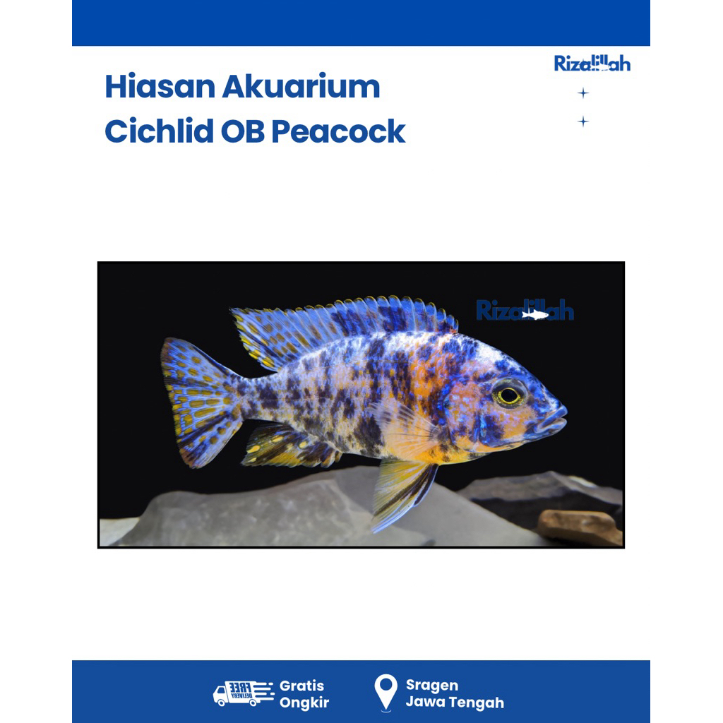 BERGARANSI!!! Cichlid OB Peacock