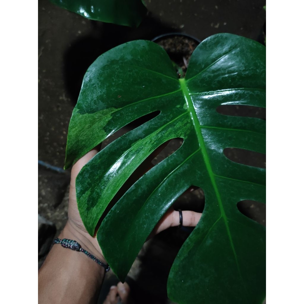 Monstera Jungle Mint