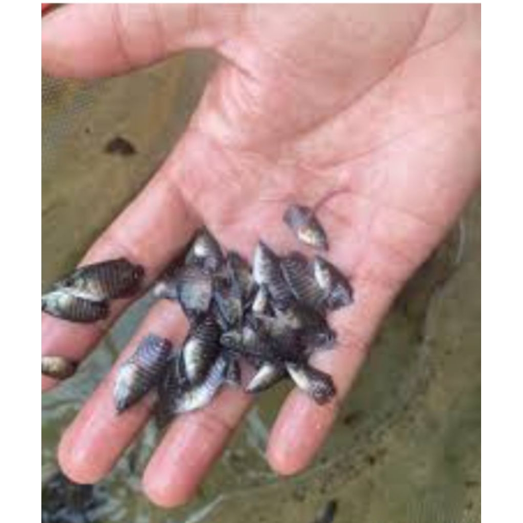 paketan gureme soang ukuran nguaci