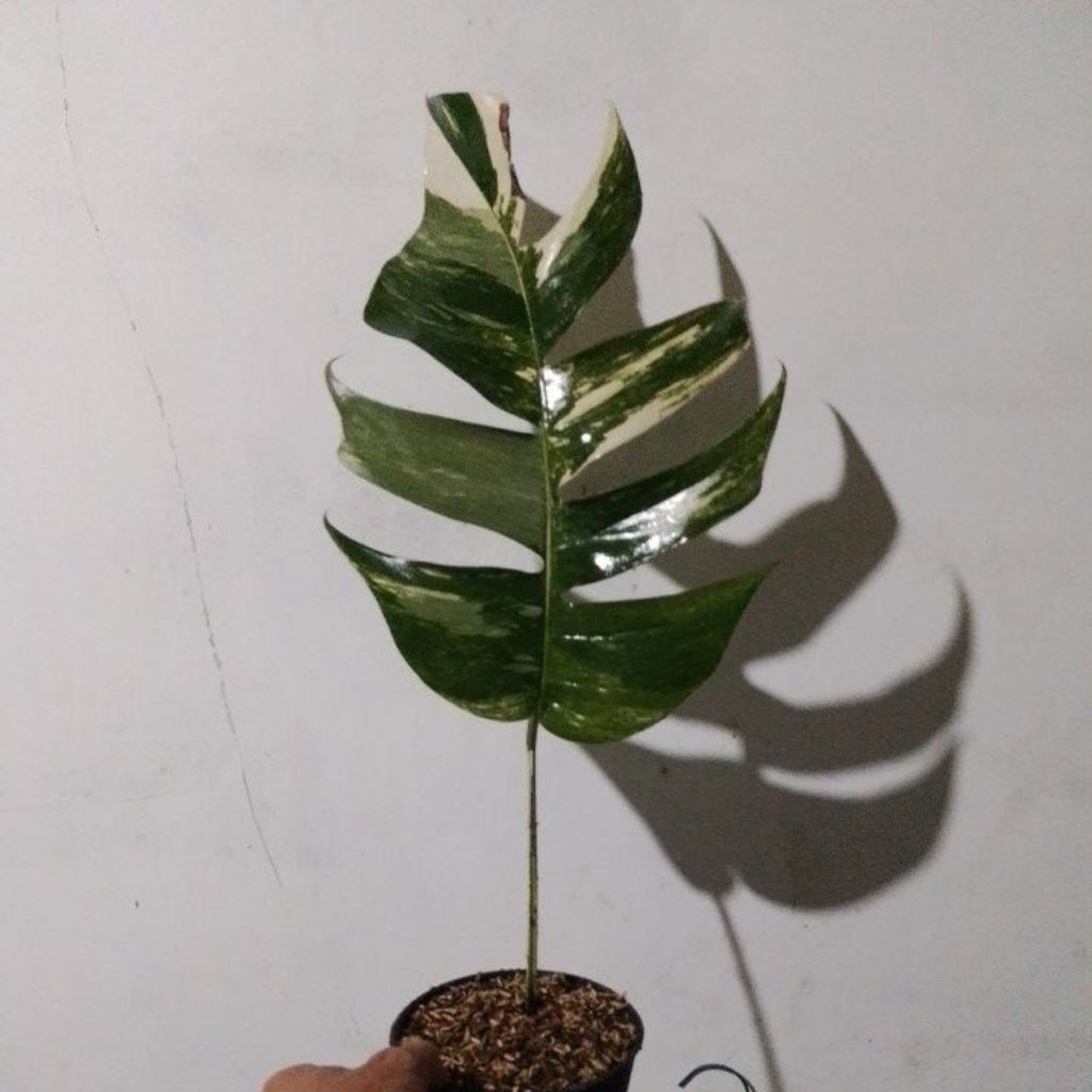 Epipremnum Varigata - Tanaman Hias Monstera Ekor Naga