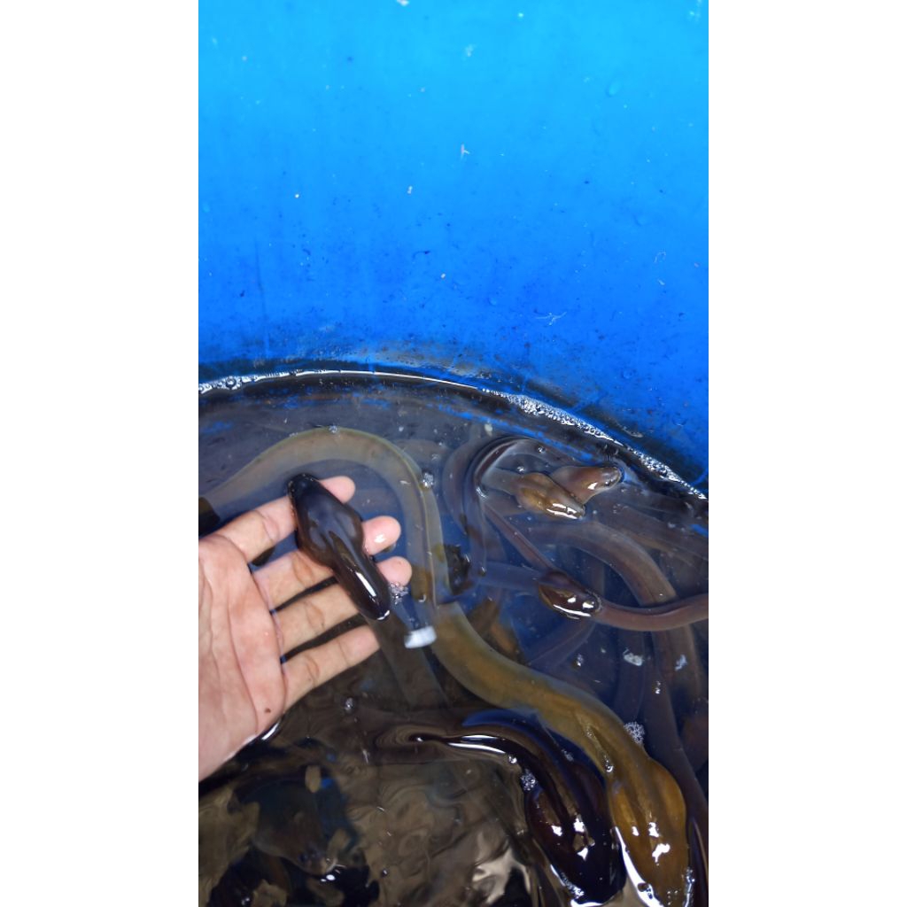 Ikan Sidat Bicolor Size +- 100gr Sidat Polos Jual Ekoran