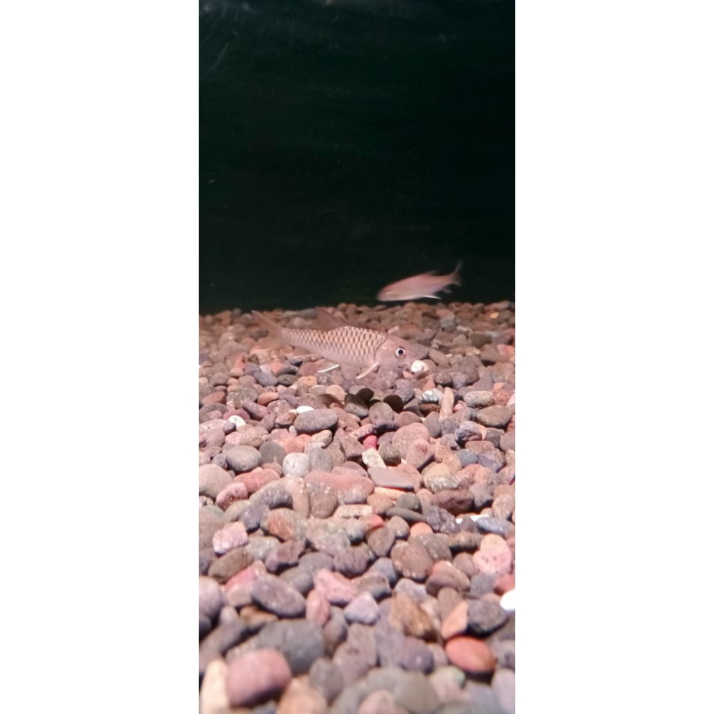 sticker tor putitora x tambraides 5-7cm