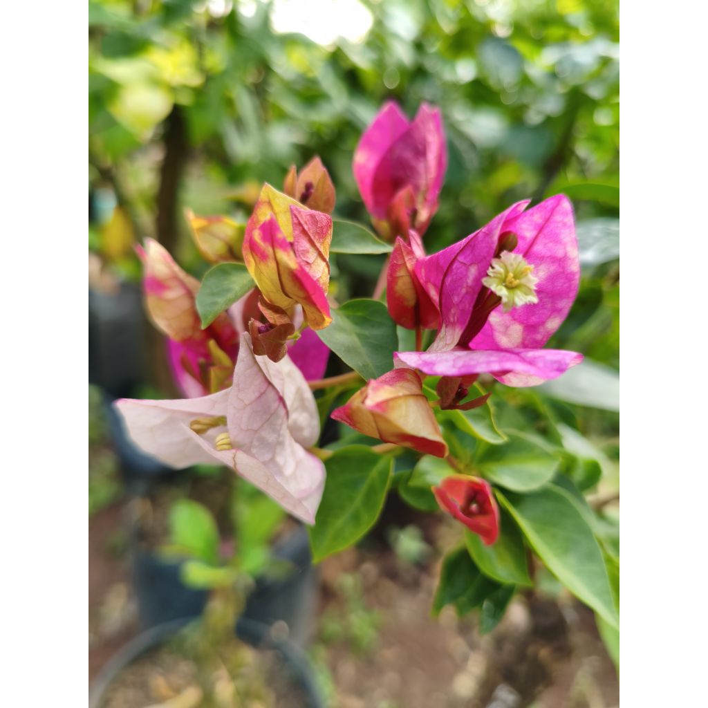 bougenville import Golden Rao batang ori