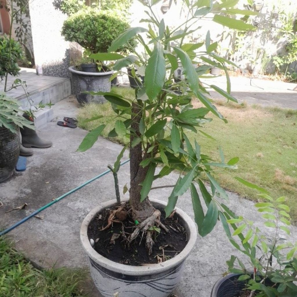 Tanaman Tabebuya Bonsai 1meter kuning (usia +5tahun) sudah pernah berbunga