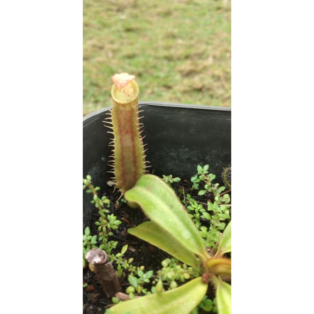 nepenthes veitchii