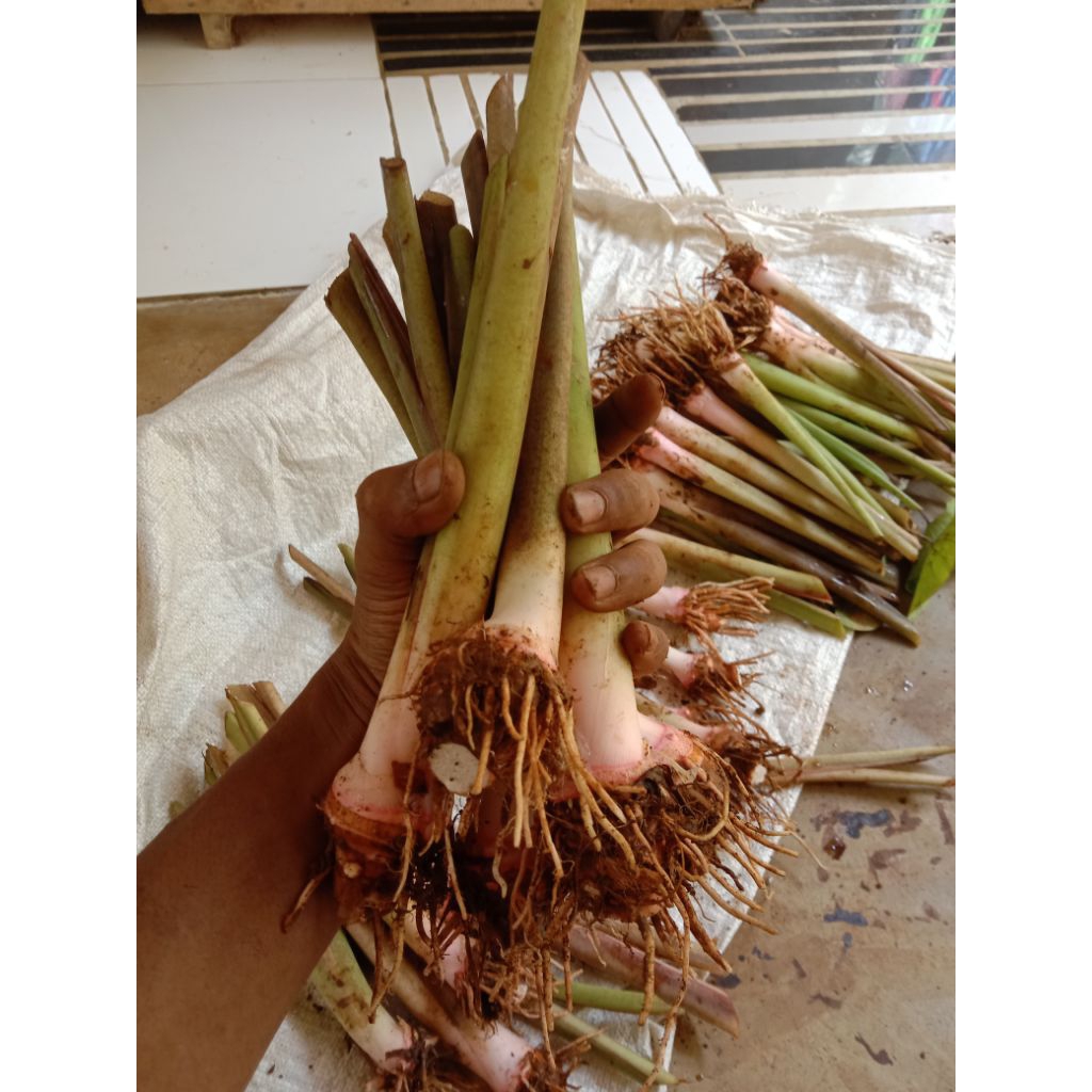 Bibit Talas Bogor Asli / Bibit Talas Pratama P1 P2 / Talas Ketan Bisa Untuk Sayur