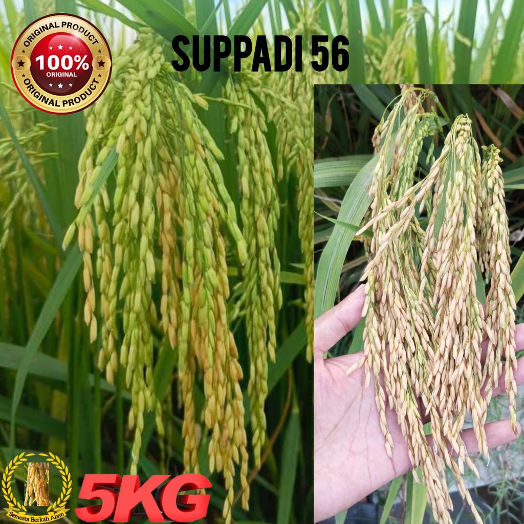 Bibit Padi Suppadi 56 Super Berkualitas Unggul Kemasan 5Kg