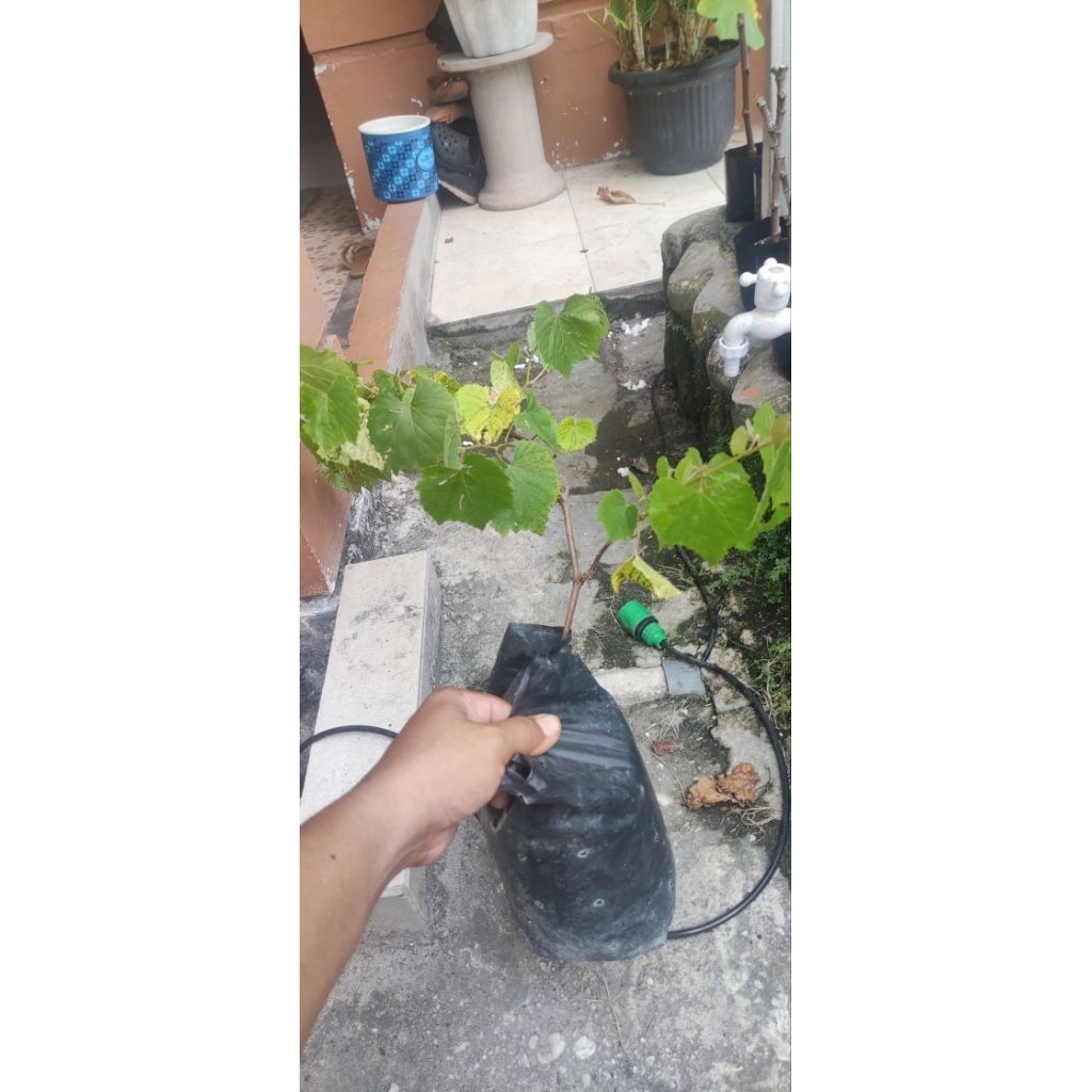 RS rootstock so4 barerot