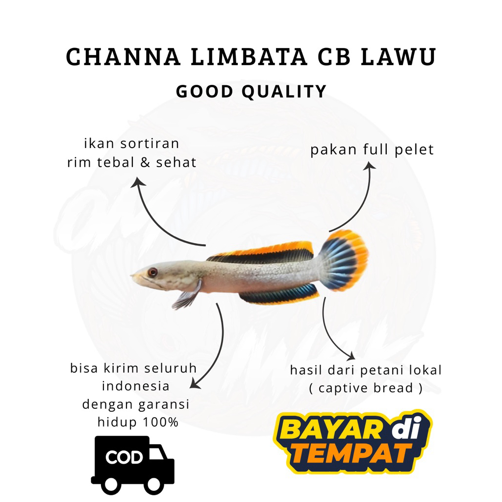 LIMBATA LAWU RIM TEBAL free sticker