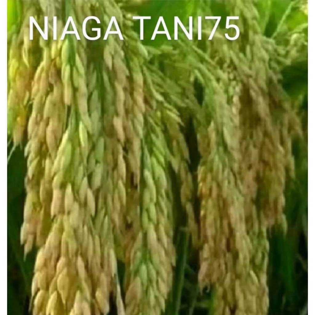 benih bibit padi Ciherang super genjah kemasan 5kg