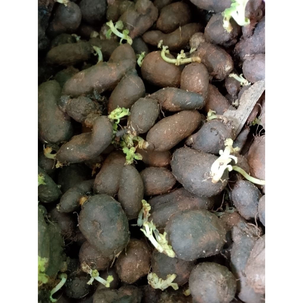 bibit kentang Hitam 50 biji