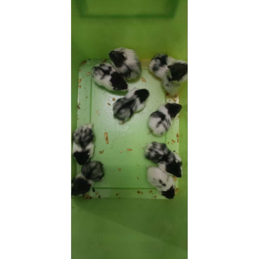 HAMSTER CAMPBELL PANDA