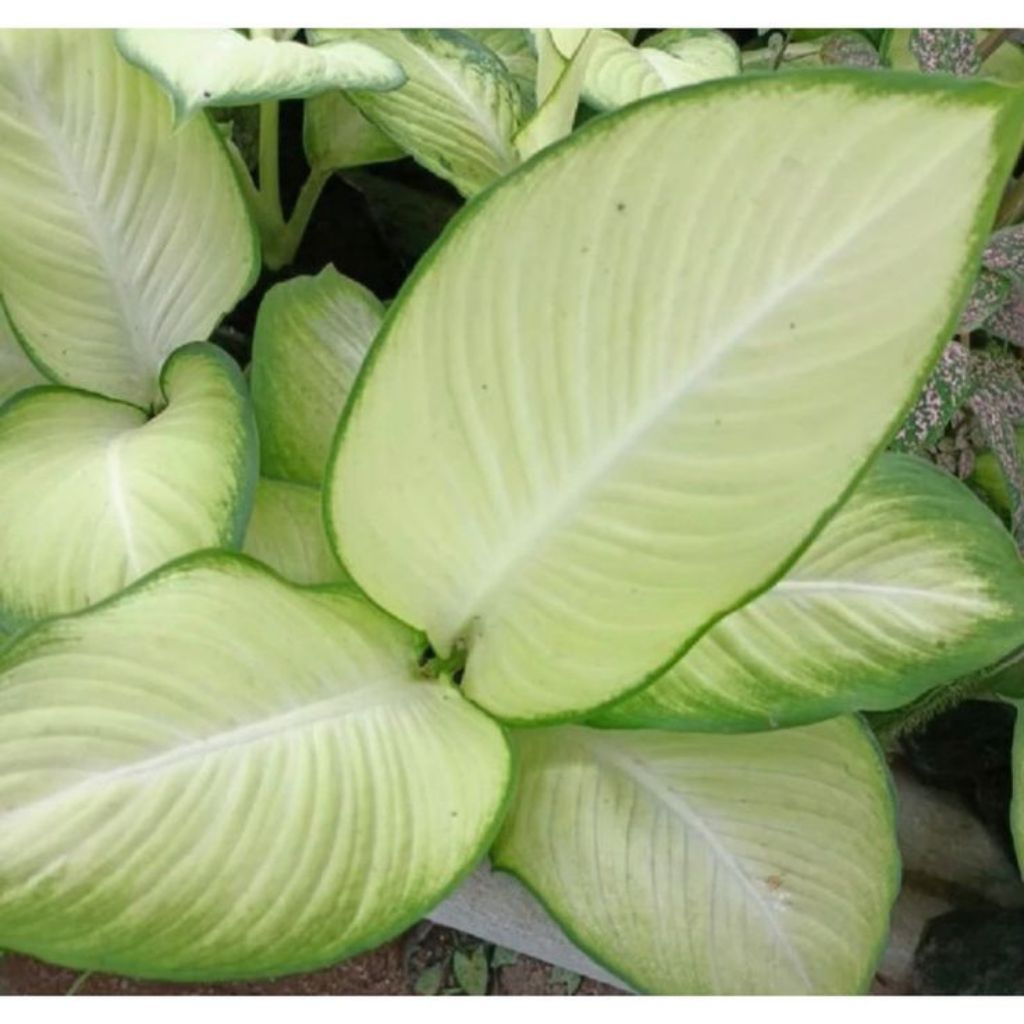 (BISACOD) Tanaman Aglonema Diven Tisu /Tanaman Hias Diven Tisu Cantik