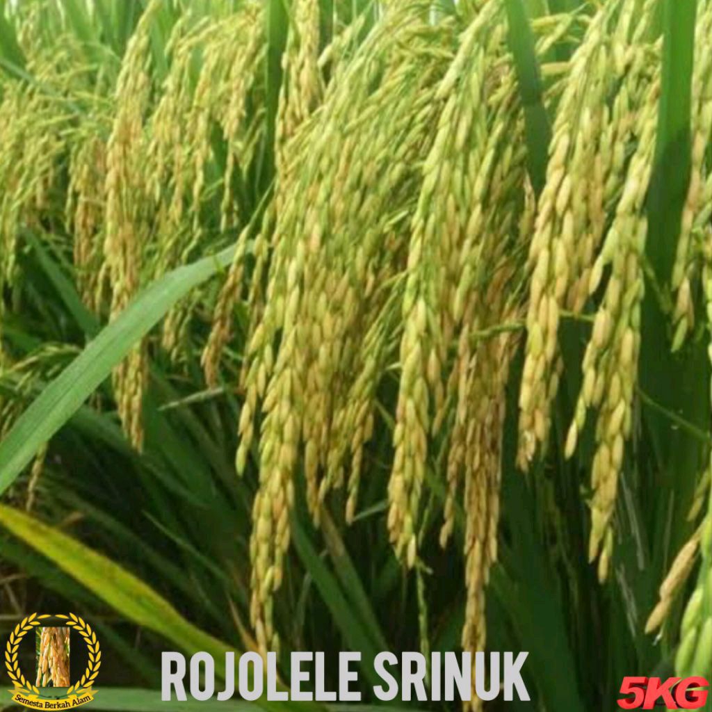 Padi Rojolele Srinuk Unggul Berkualitas Ultra Super Kemasan 5Kg