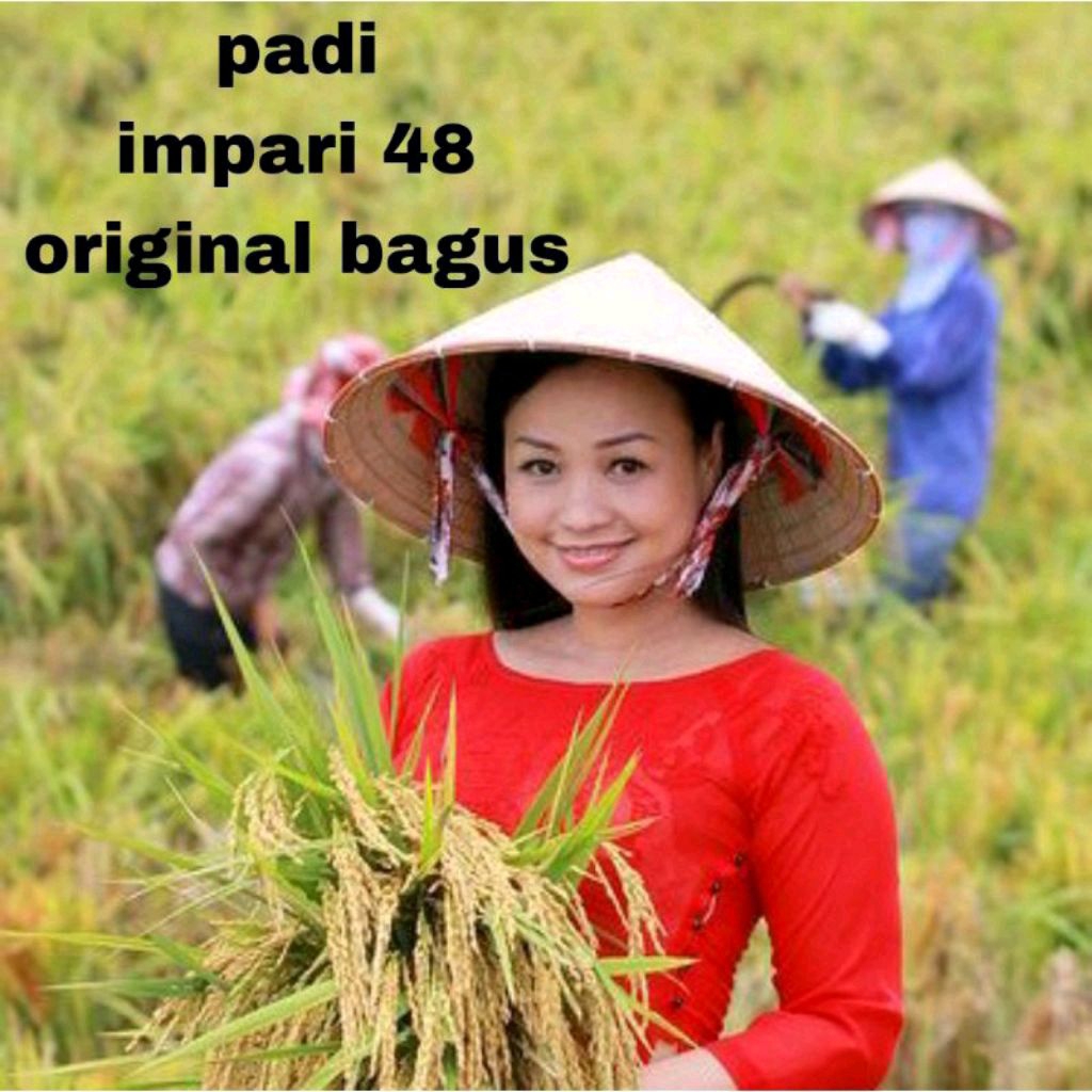 BENIH PADI INPARI 48 SUPER 5KG