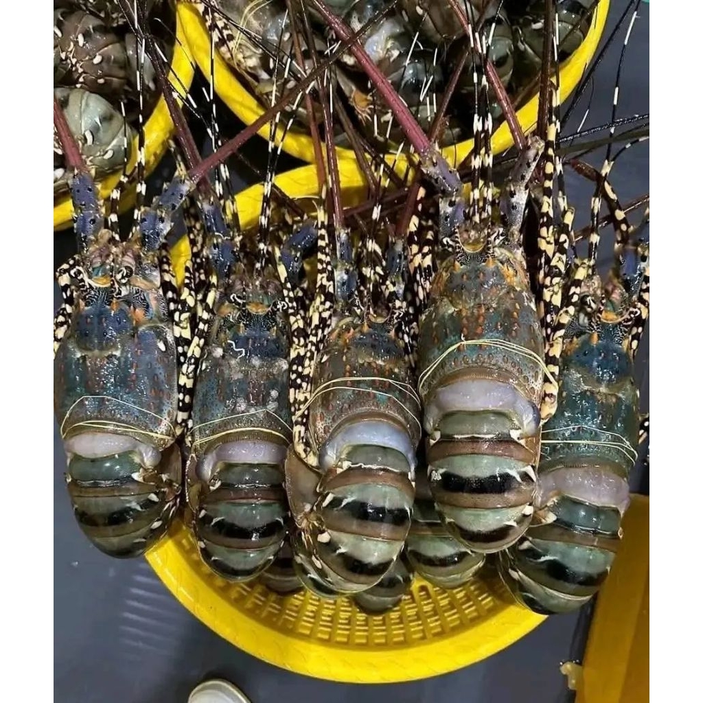 lobster laut 200up Lobster 1kg isi 5.6 Ekor lobster seafood hasil laut segar