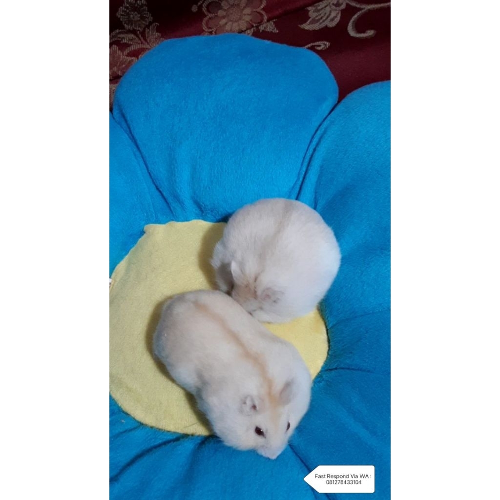 Anakan Hamster Winter Golden