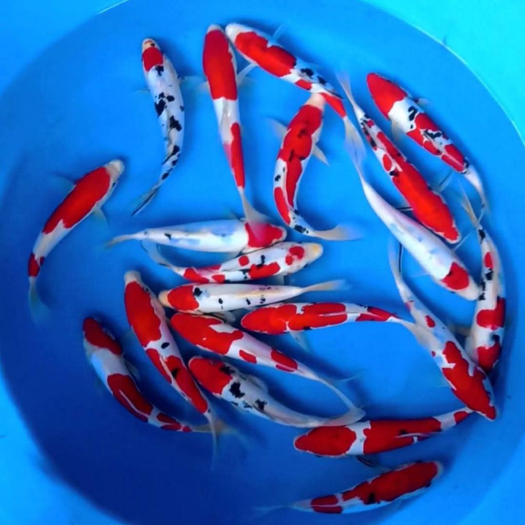 KOI BLITAR SUPER BAGUS 10_15CM 8 BIJI