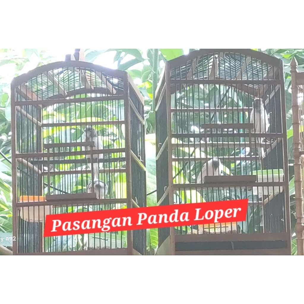 kenari panda Loper pasangan gacor