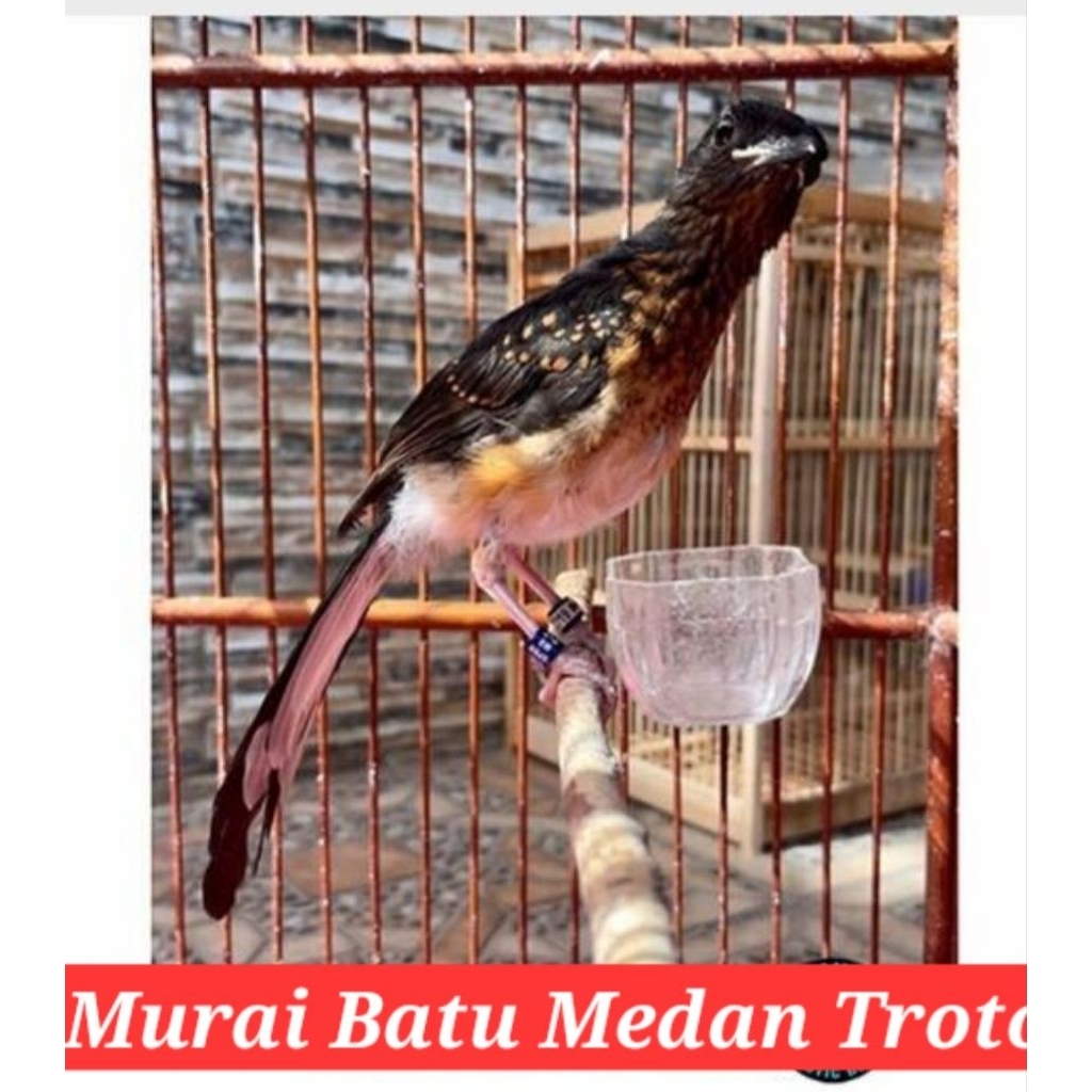 murai batu medan rawatan trotolan jantan