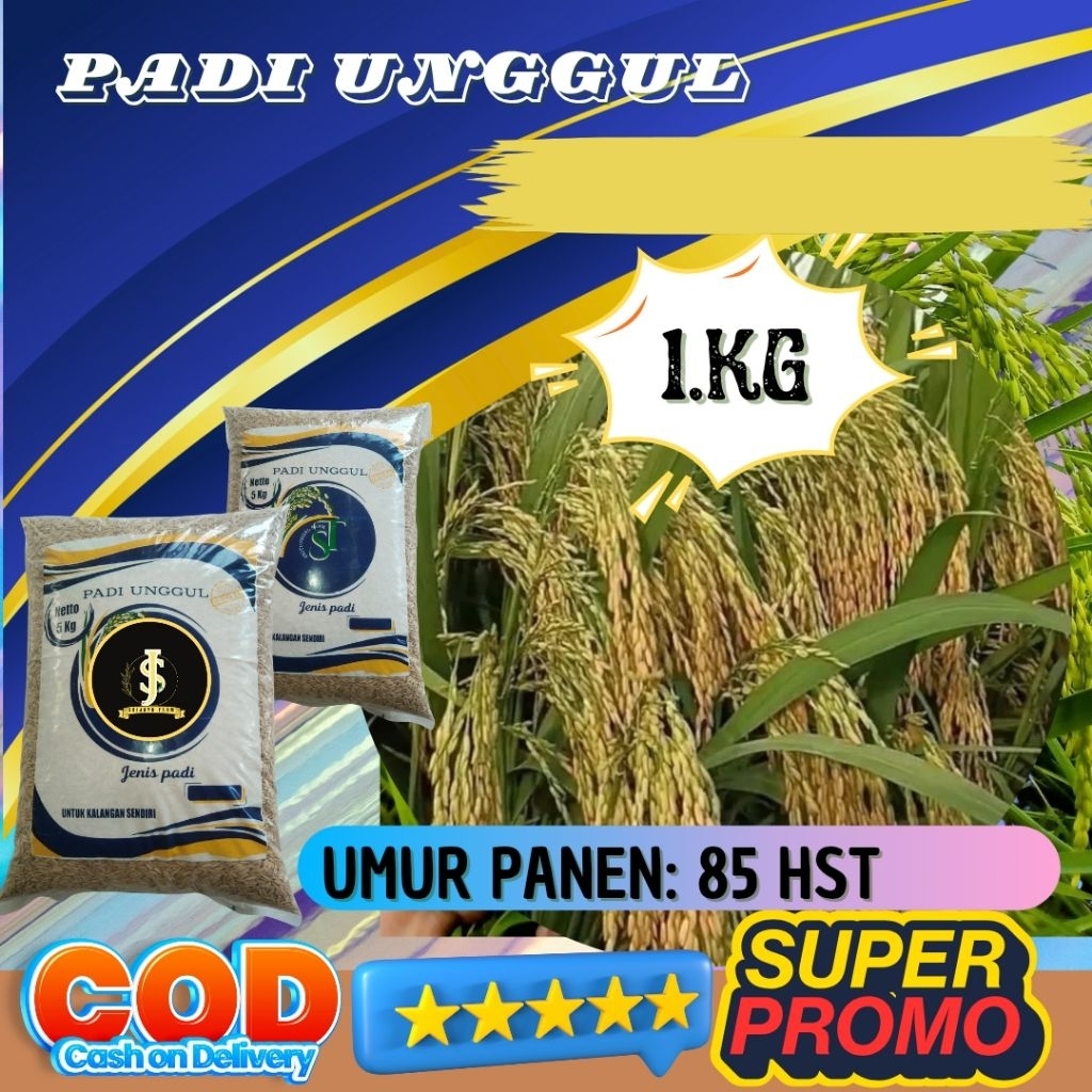 Benih padi unggul kolosebo original kemasan 1kg Berkualitas / Anti Hama / Anti Roboh - SRI JAYA FARM
