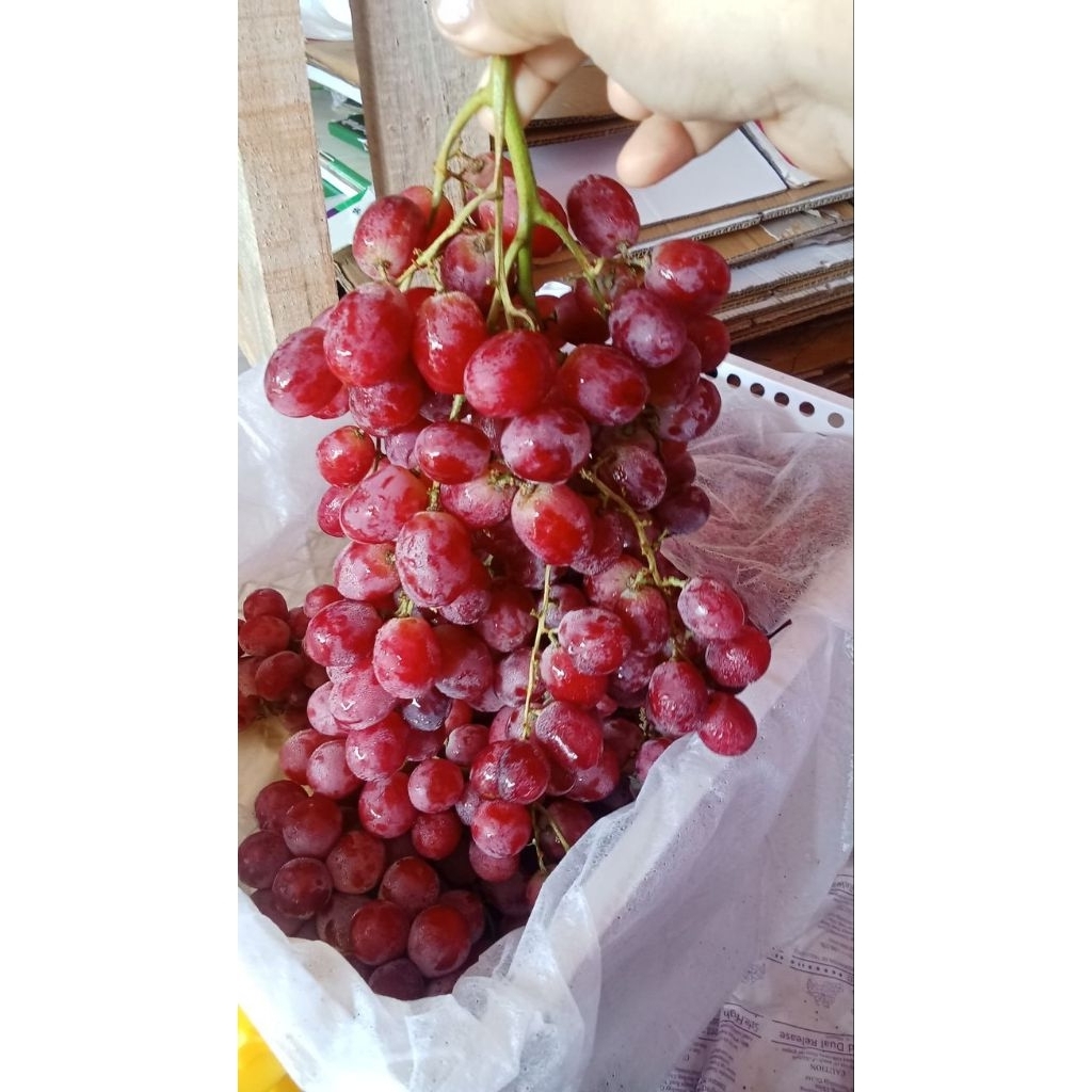 ANGGUR RED GLOBE MERAH IMPORT / GRAPE / FRESH FRUIT / FRUIT / BUAH BUAHAN SEGAR SURABAYA BEST SELLER