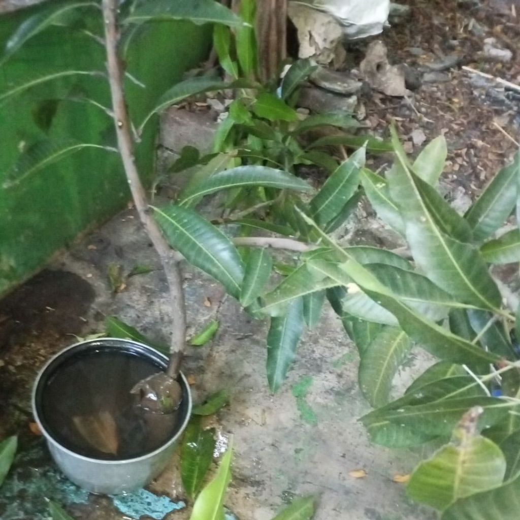 cangkoan mangga gadung super