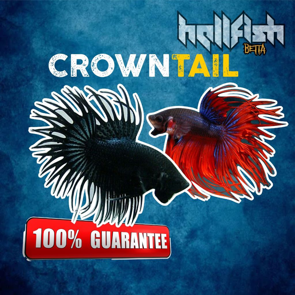 [CUPANG] CROWNTAIL