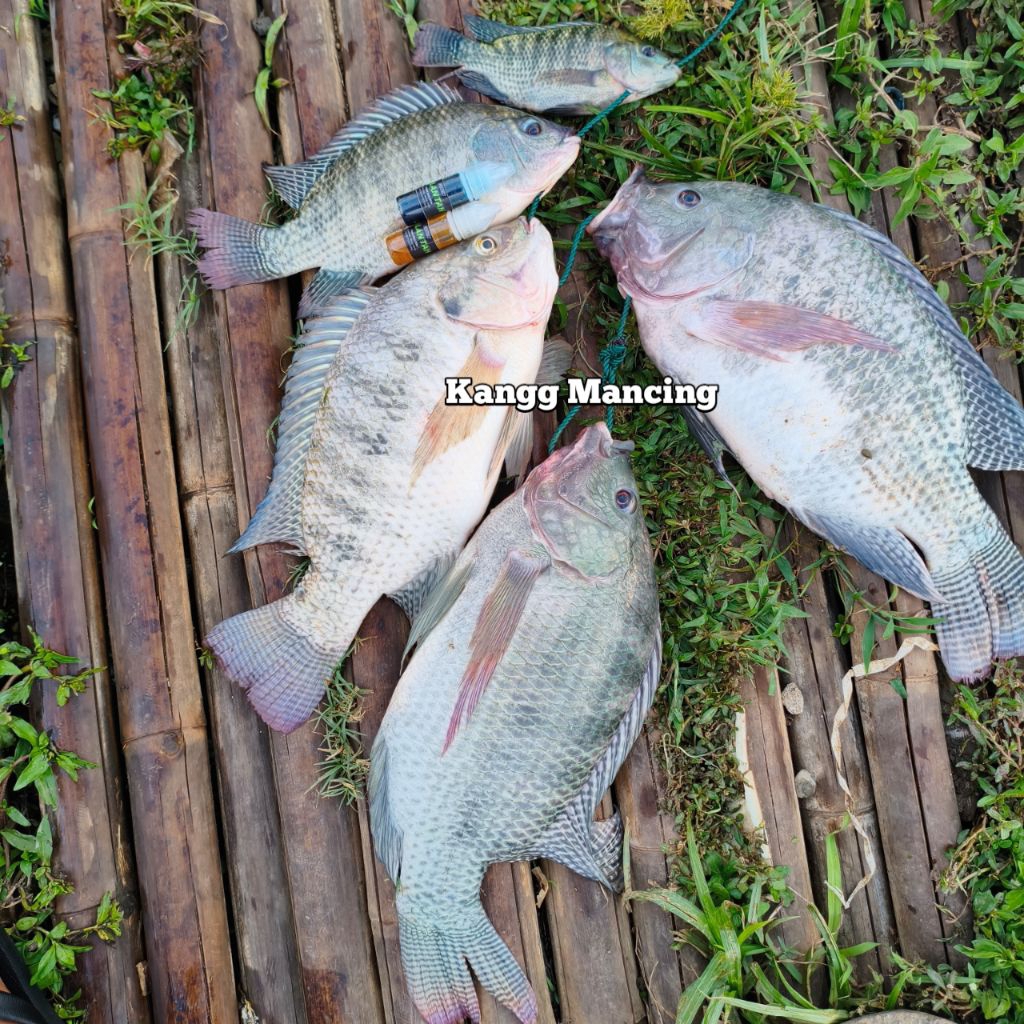 Essen jalantah essen pengumpul ikan nila TARGET BABON DAN RAME essen lumut ikan nila