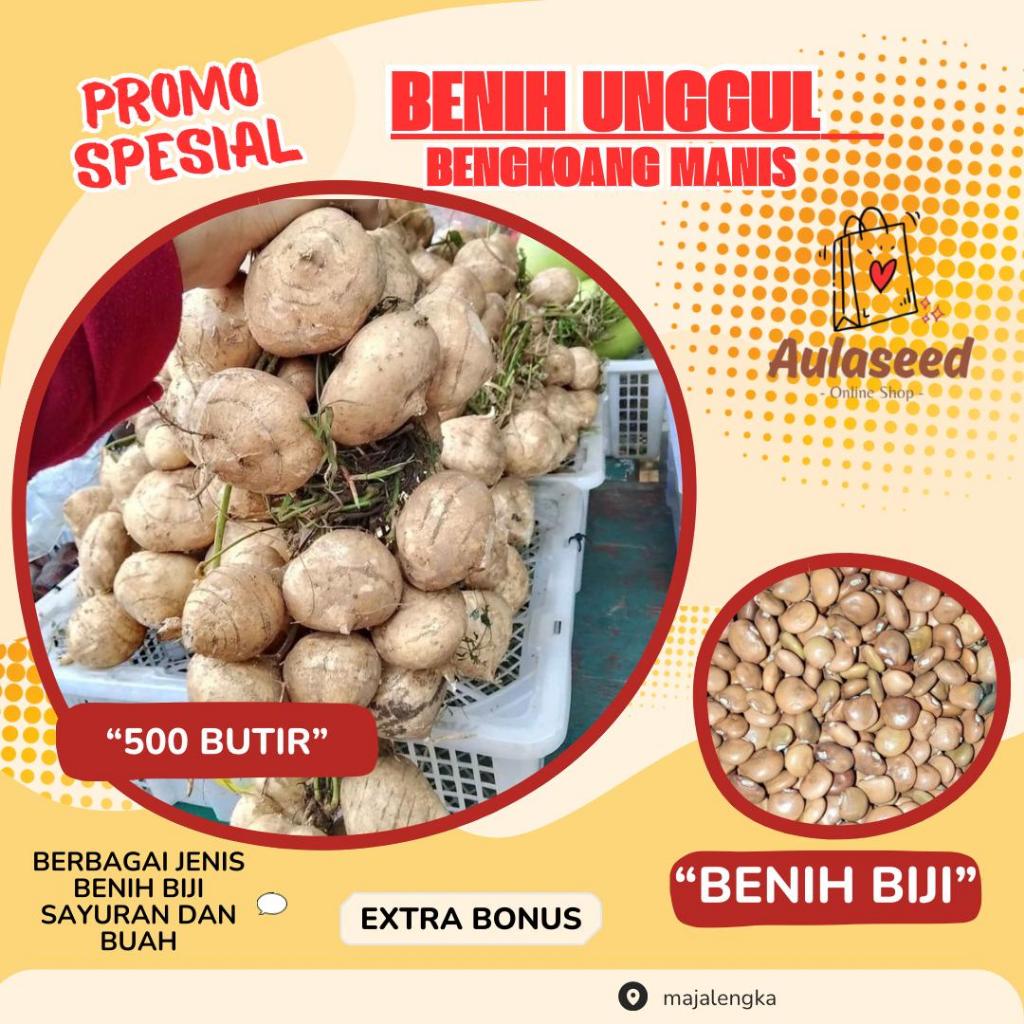 500 Butir >Benih Biji Bengkoang Manis>Bibit Bengkoang