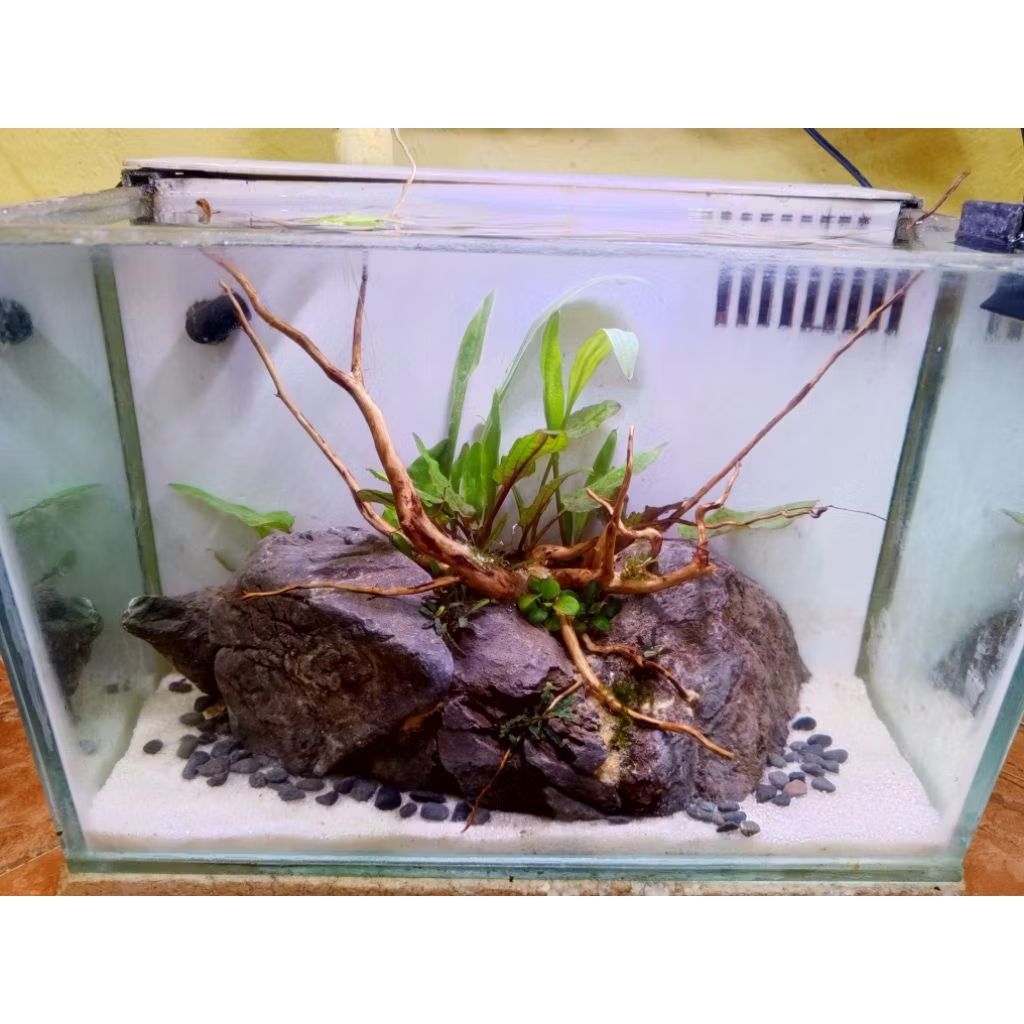Aquarium Tema Aquascape Full Set
