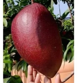 Bibit Mangga Yuwen 6