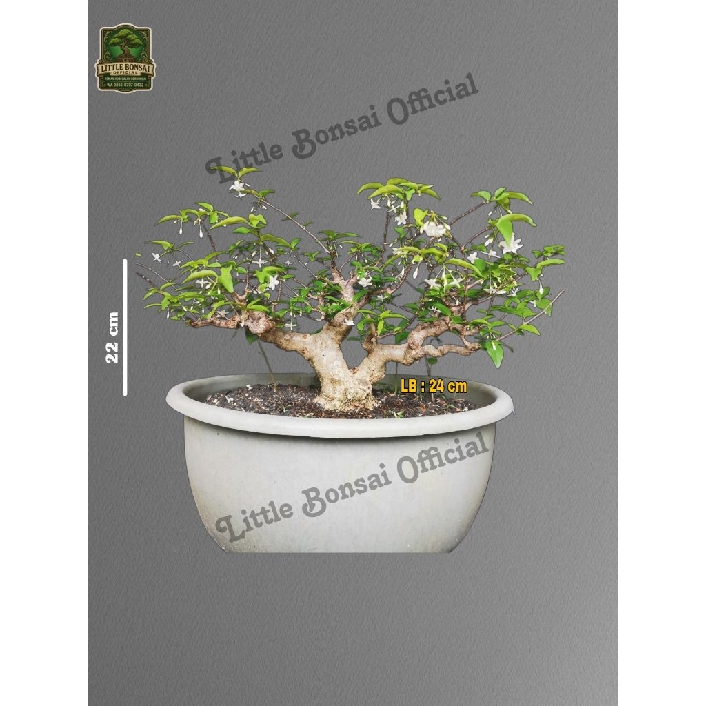 Anting Putri Small / Bonsai Anput Prosfek