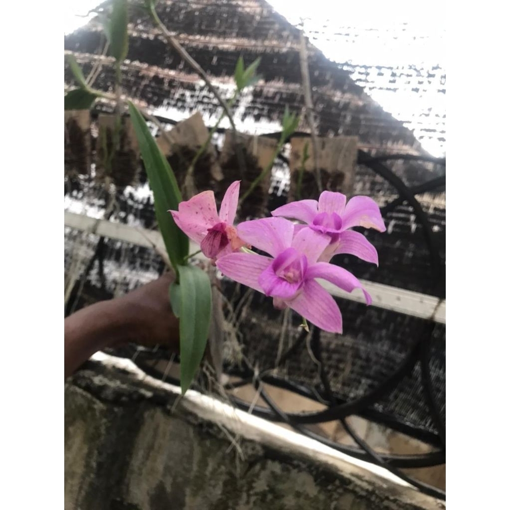 Anggrek Dendrobium Larat/Bunga Anggrek larat