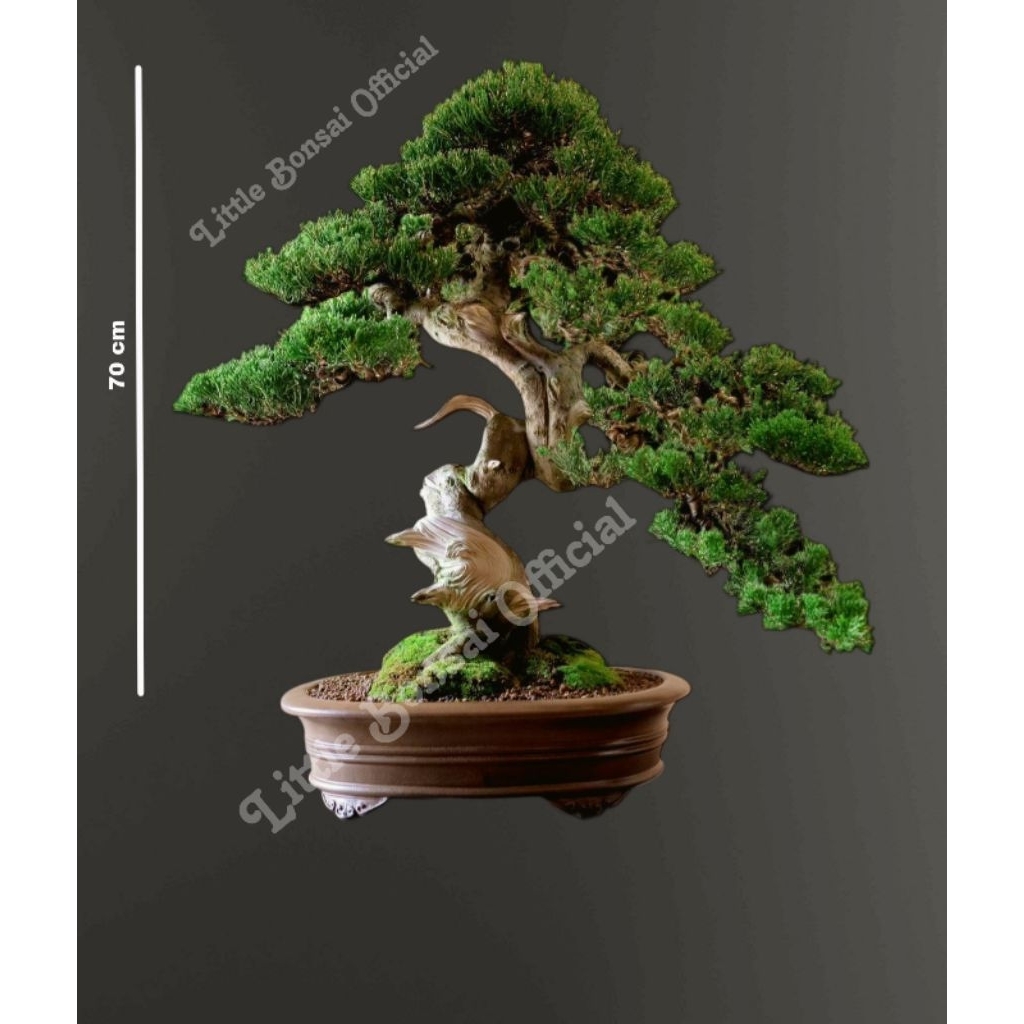 Bonsai Cemara Sinensis / Cemara Juara