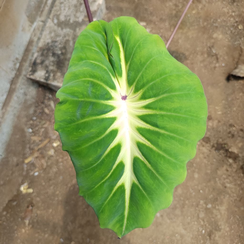 Colocasia Hybrid white lava (size remaja induk)