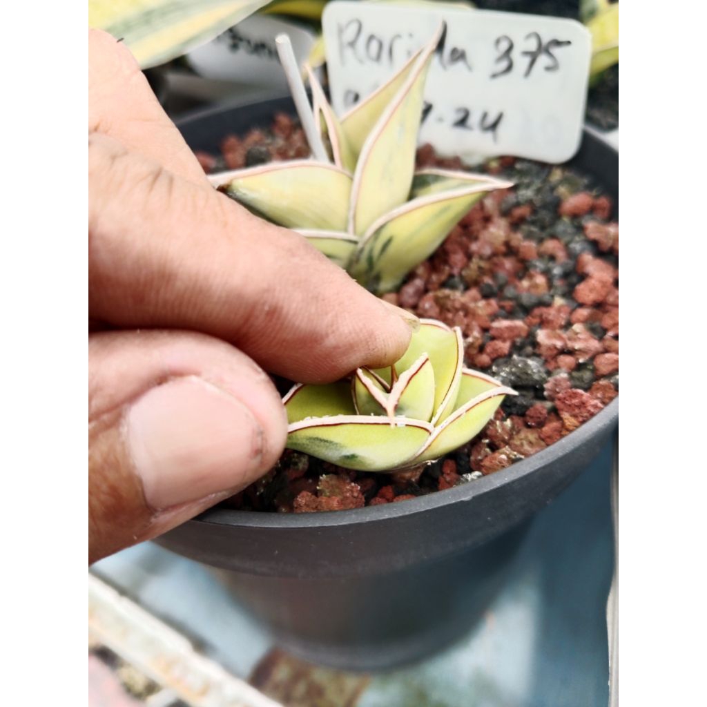 sansevieria varian aurea rorida variegata / tanaman lidah mertua rorida