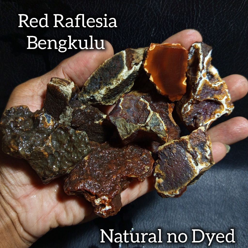 batu red raflesia bengkulu/bongkahan batu red raflesia bengkulu asli(NO DYED)/batu raflesia merah na