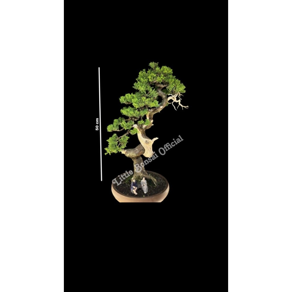 Bonsai Sargenti Dwafrt / Bonsai Cemara
