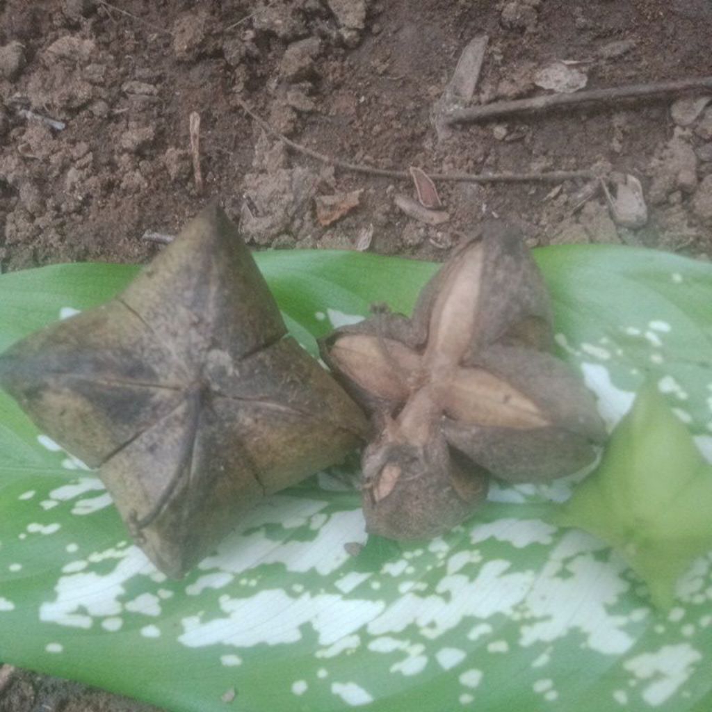 benih kacang bintang Sacha inchi sachi