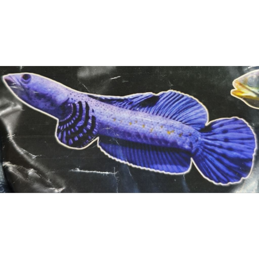 Stiker blue pulchra 6-7cm mantab