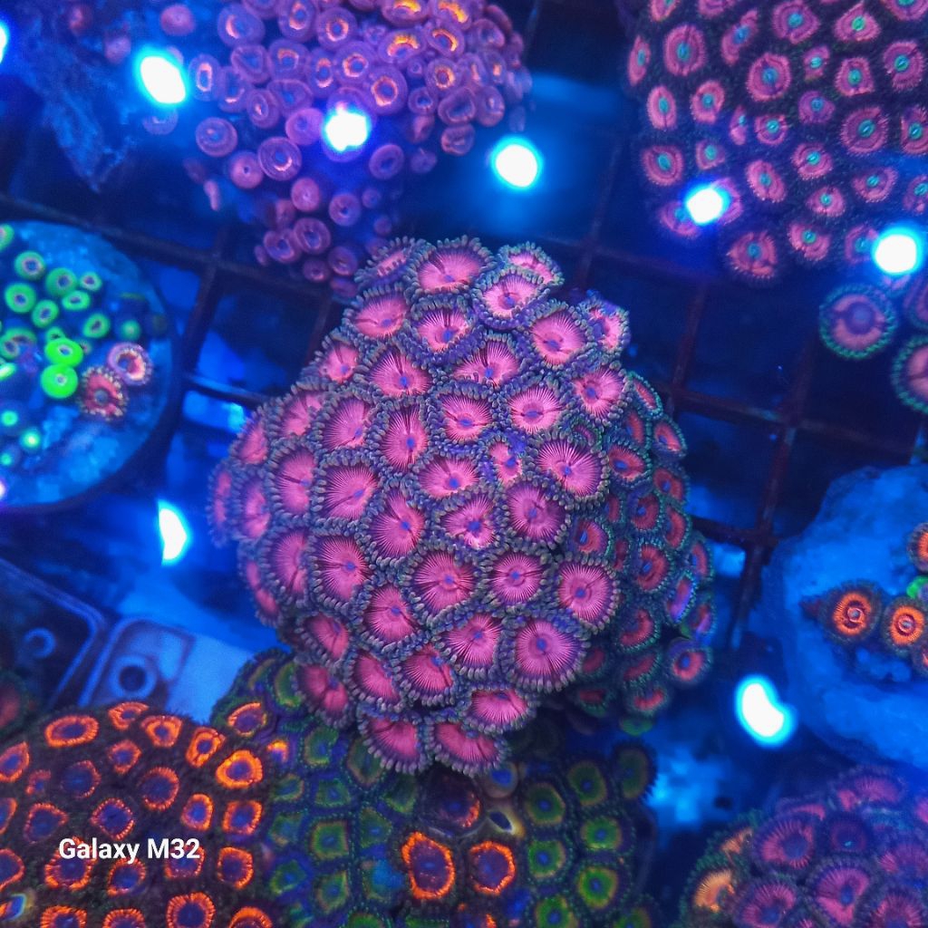 zoa koloni WYSIWYG 19