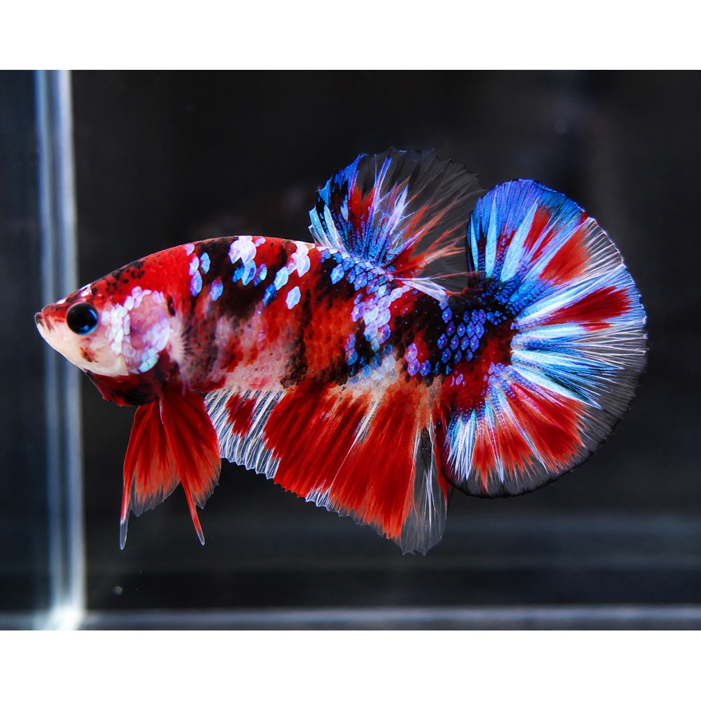 Ikan cupang giant multy big size (1 Pair) Grade indukan | Fish.quarium quality
