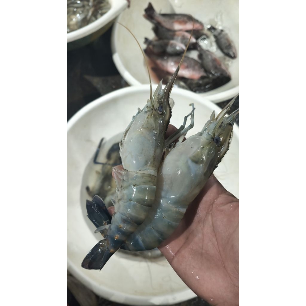 udang galah segar, udang galah jumbo isi 7-12 ekor per-kilo
