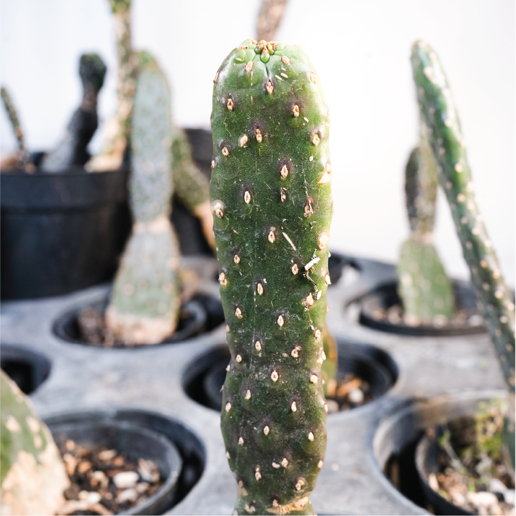 Shirushi Consolea Rubescens | Opuntia Premium | Kaktus Unik Koleksi | Tanaman Hias Indoor Outdoor