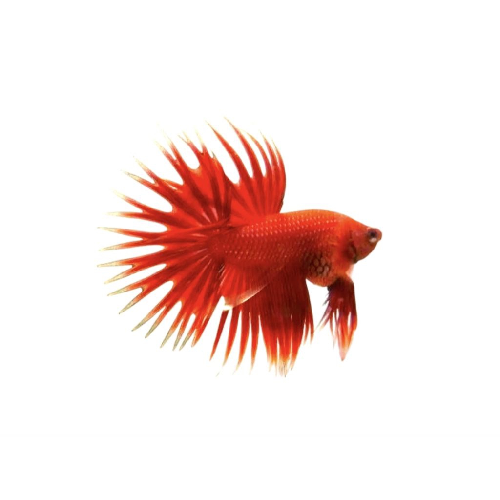 Hiasan aquarium cupang ct super red + crowntail super red grade A+