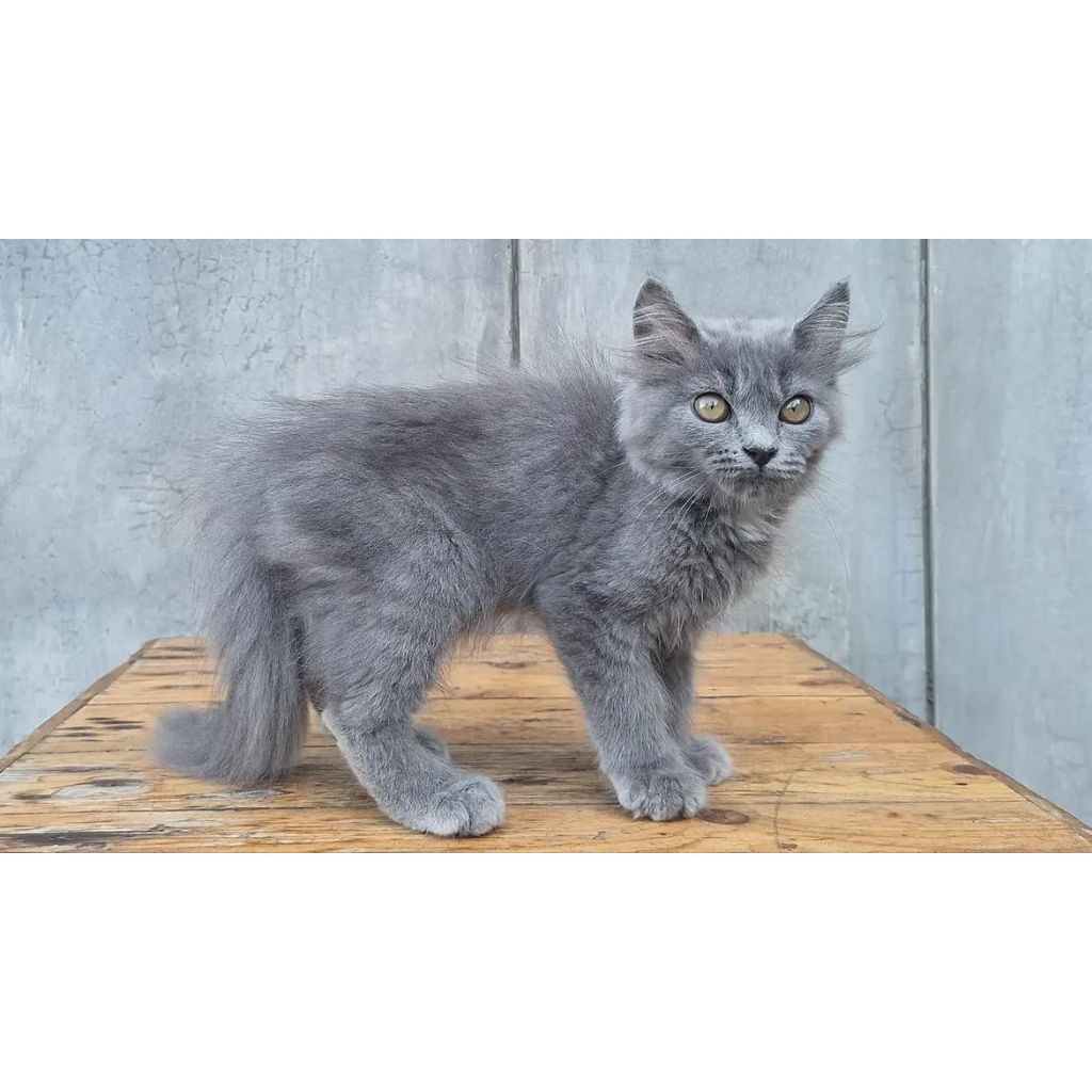 KUCING PERSIA BETINA 3 BULAN ABU SOLID