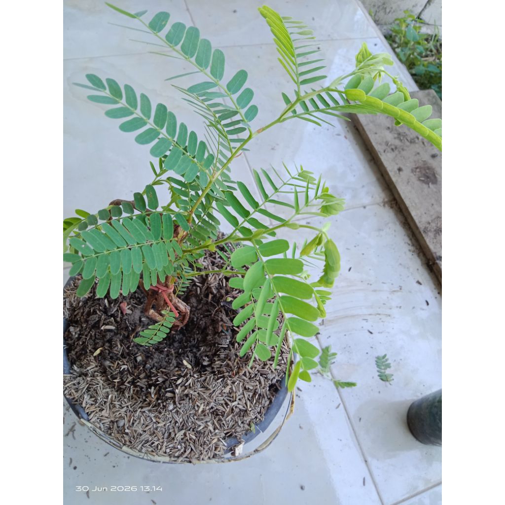 bahan bonsai belah pohon asem